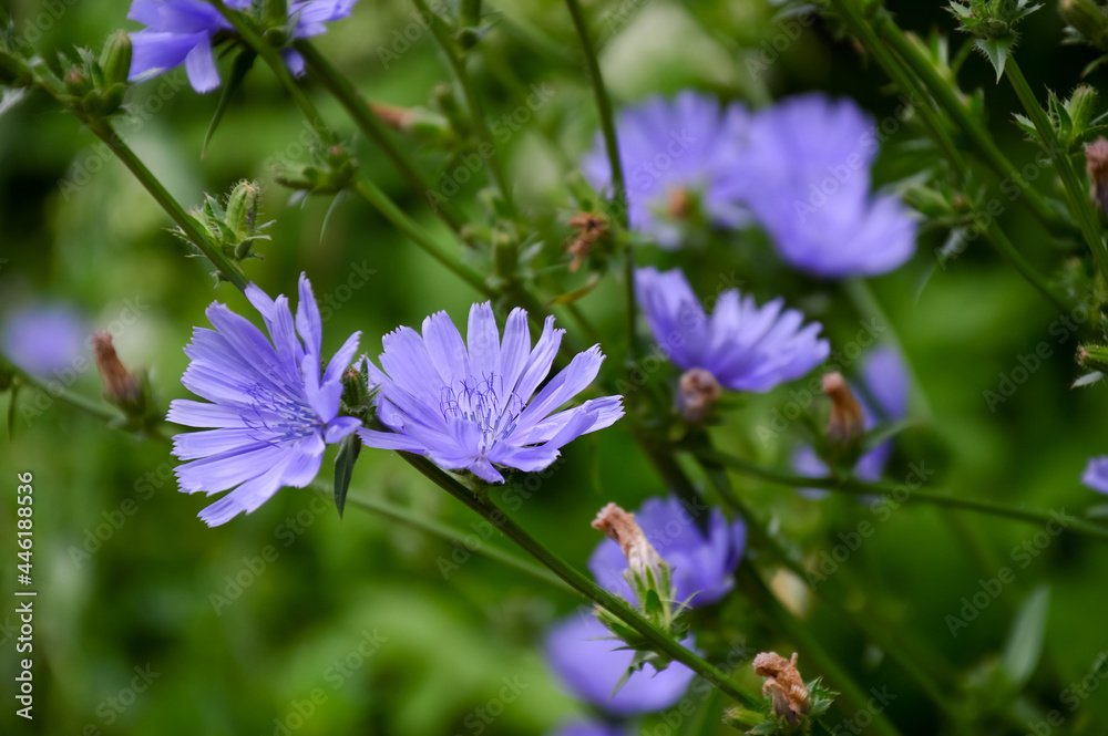 Blue flowers of the chicory plant.