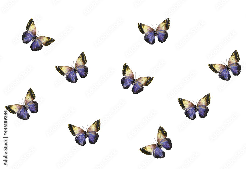 Fototapeta premium Butterfly drawn in watercolor illustration on a white background