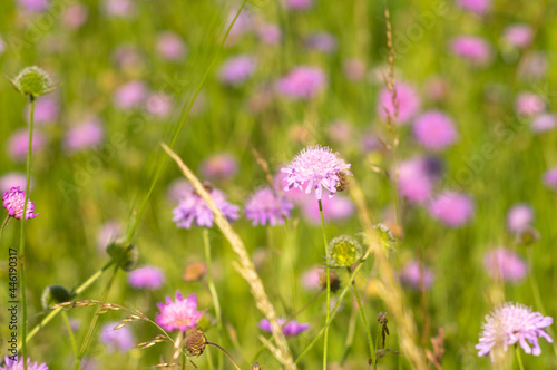 Flowers of Knautia close up on a meadow