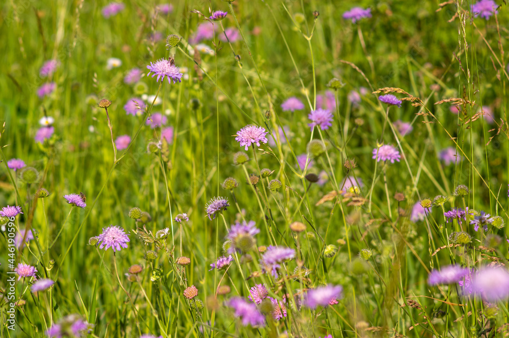 Flowers of Knautia close up on a meadow