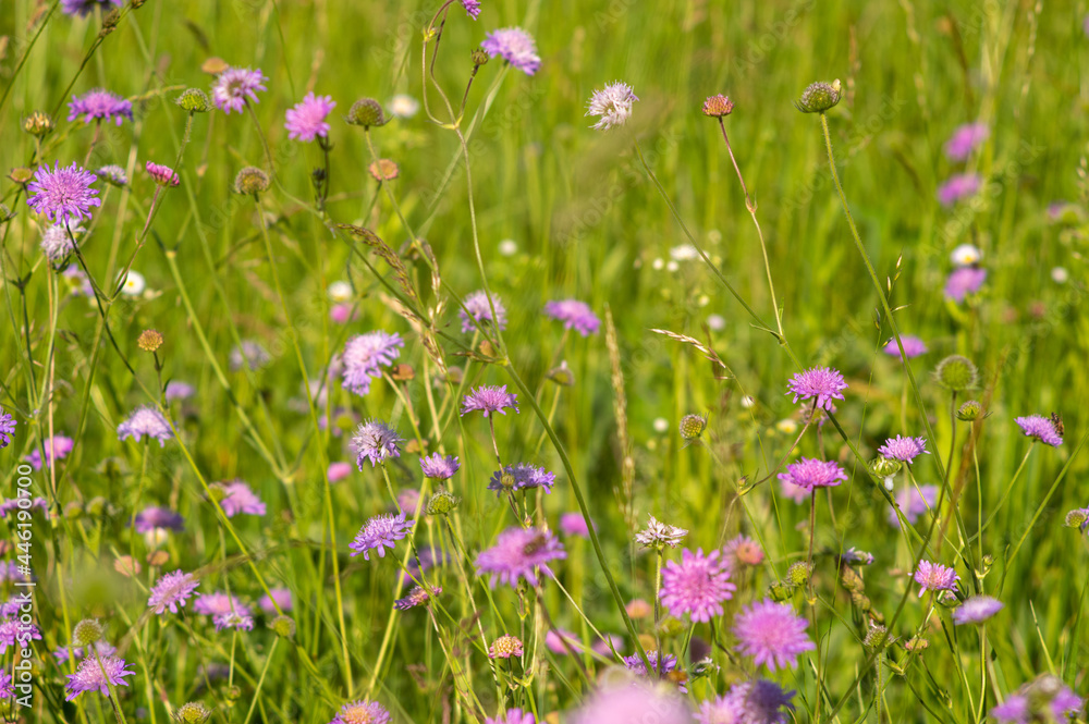 Flowers of Knautia close up on a meadow Flowers of Knautia close up on a meadow