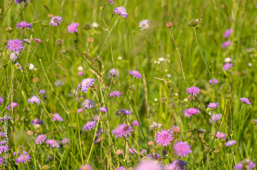 Flowers of Knautia close up on a meadow
