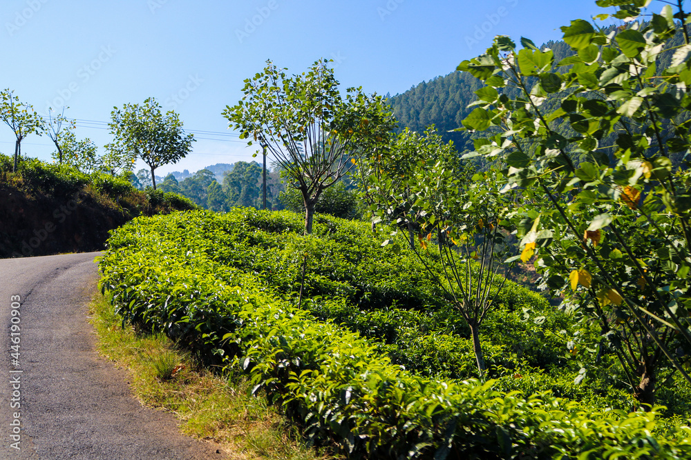 Tea Planation in hill country on Sri Lanka