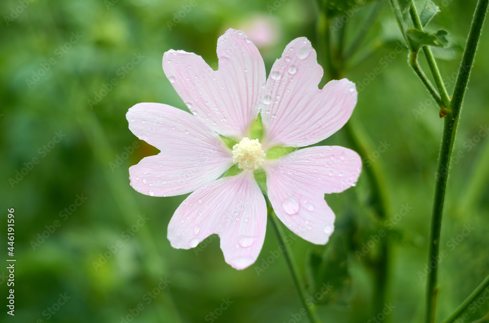 Obraz premium Creeping phlox, also known as the moss phlox with water drops on petals