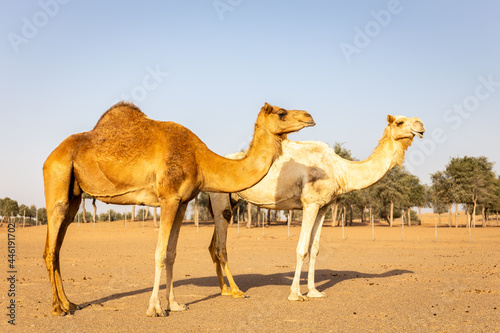 Two dromedary camels (Camelus dromedarius) standing on sand in a desert farm, with ghaf forest in the background, Sharjah, United Arab Emirates.