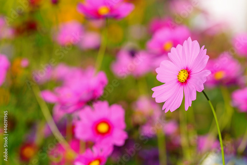 Cosmos colorful flower in the beautiful garden