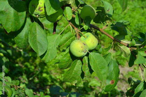 Green apples on apple-tree. Gardening. Closeup 