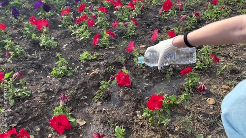 Hand in a cloth glove watering flowers on a city flower bed from plastic bottle