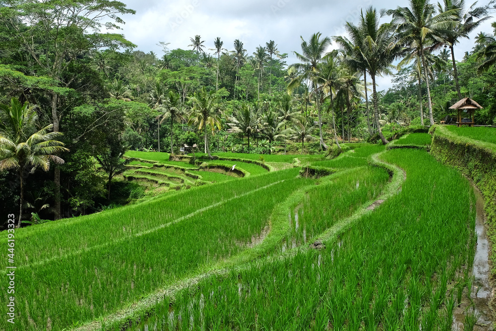 Rice fields in Gunung Kawi, Ubud , Bali, Indonesia