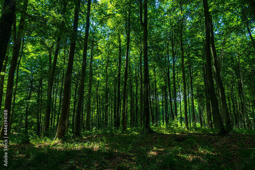Las drzewa puszcza park krajobraz gęsty stary zielony zieleń cień światło naturalny buk