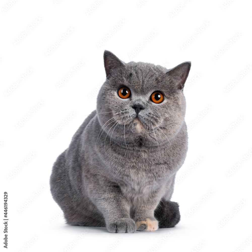 Fabulous young adult blue tortie British Shorthair cat, sitting half up. Looking towards camera with big orange eyes. Isolated on a white background.