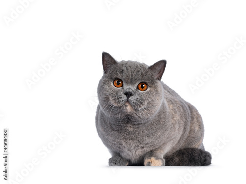 Fabulous young adult blue tortie British Shorthair cat, laying down facing front. Looking towards camera with big orange eyes. Isolated on a white background.