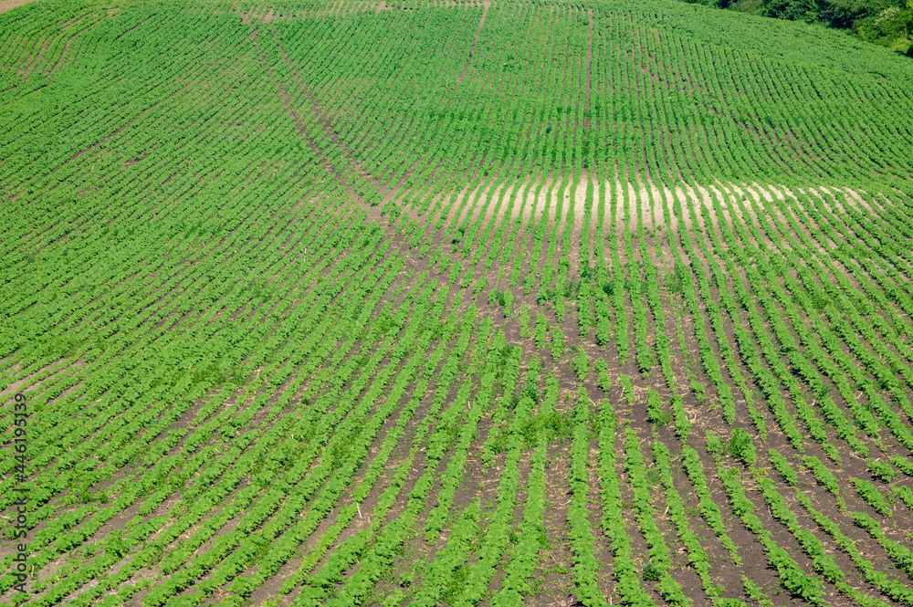 Rural landscape, green field sown with soybeans on a summer day in Ukraine