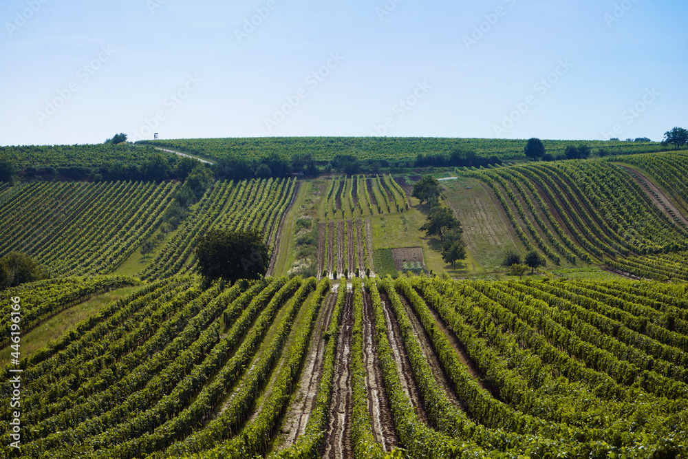 green wineyard landscape