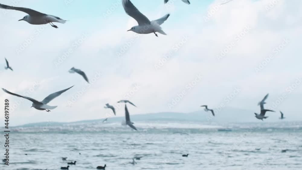 Flock of seagulls flies near the sea shore against the background of the blue sky. In the background a mountain landscape. Slow motion 240FPS.