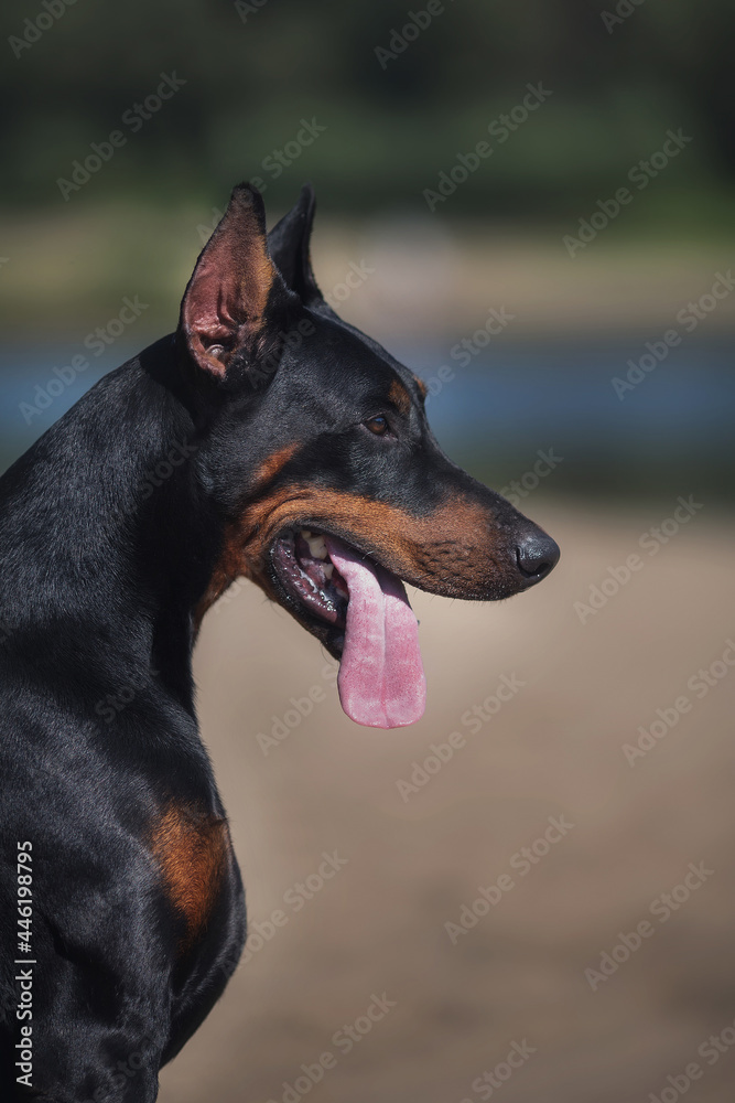 portrait of a dog Doberman Pinscher