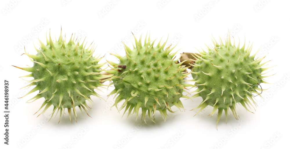 Young green chestnuts, conker tree fruits isolated on white background