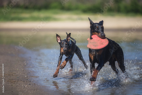 Doberman Pinscher dog running on the beach