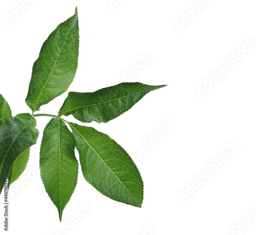 Elder plant leaves, isolated on white background