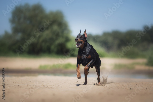 Doberman Pinscher dog running on the beach © Даша Швецова