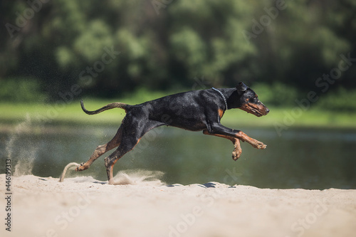 Doberman Pinscher dog running on the beach