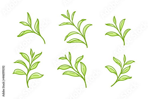 Wallpaper Mural Set of green tea leaves. Flat vector illustration. Torontodigital.ca