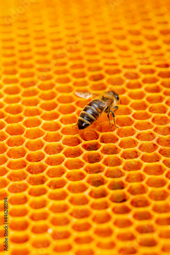 Macro photo of a bee hive on a honeycomb with copyspace. Bees produce fresh, healthy, honey. Beekeeping concept © Vladyslav Bashutskyy