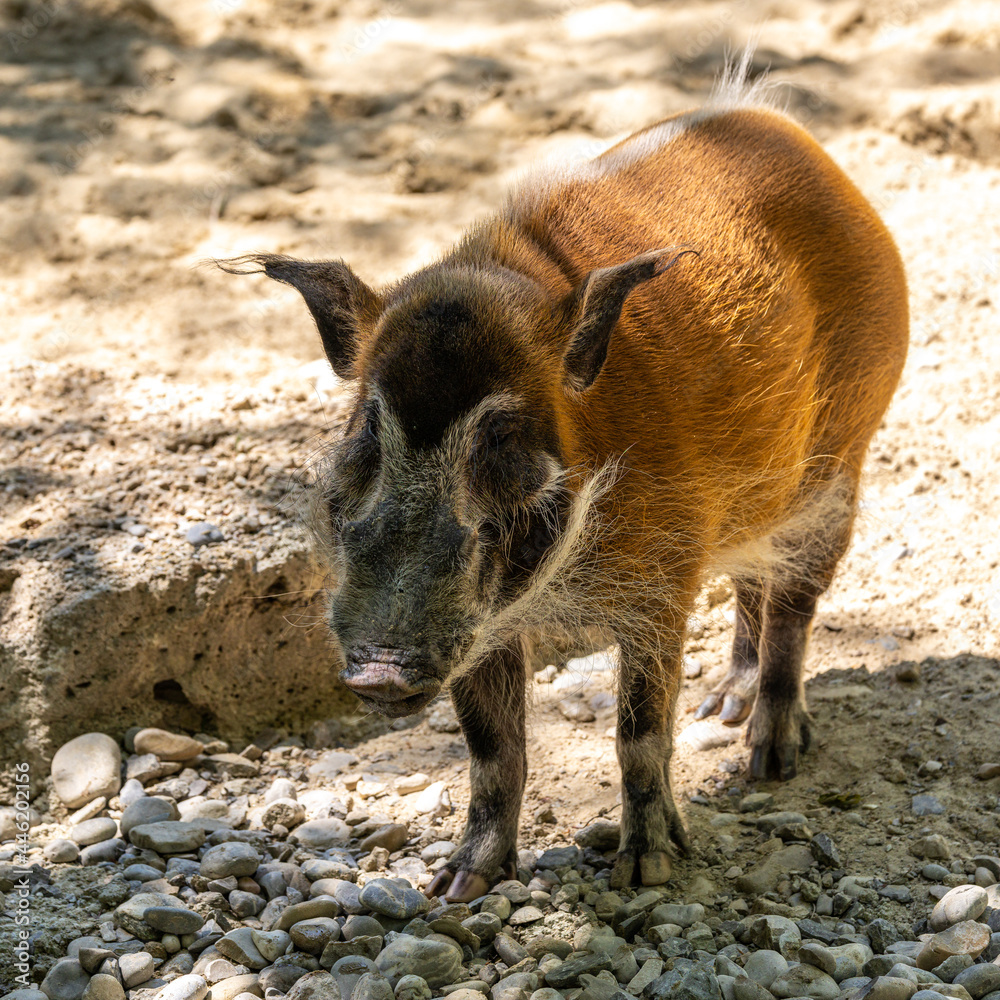 Red river hog, Potamochoerus porcus, also known as the bush pig. Red river hog, Potamochoerus porcus, also known as the bush pig.