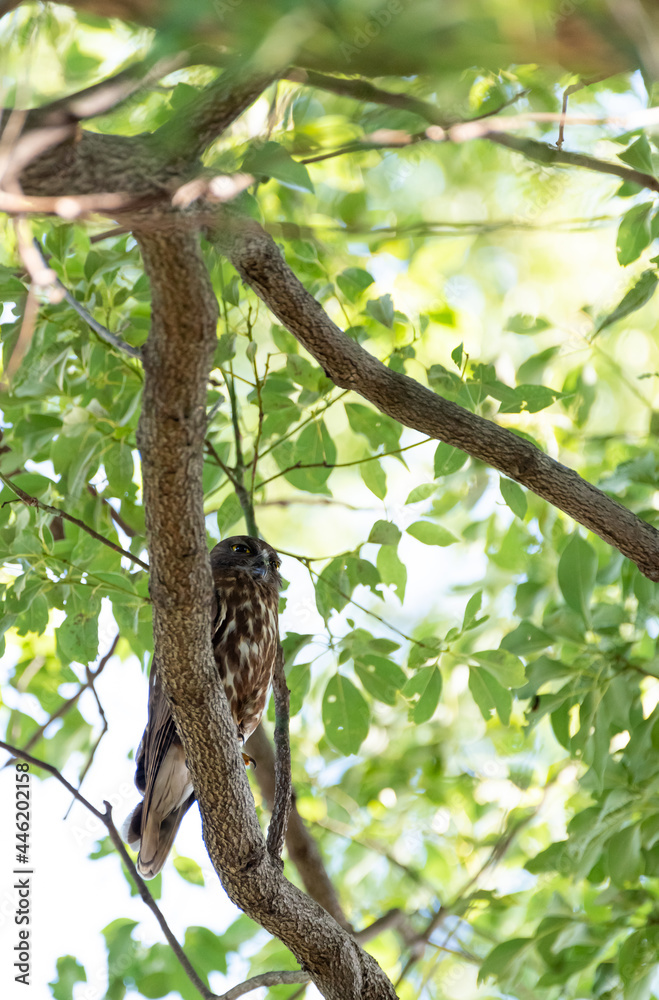 Fototapeta premium アオバズク