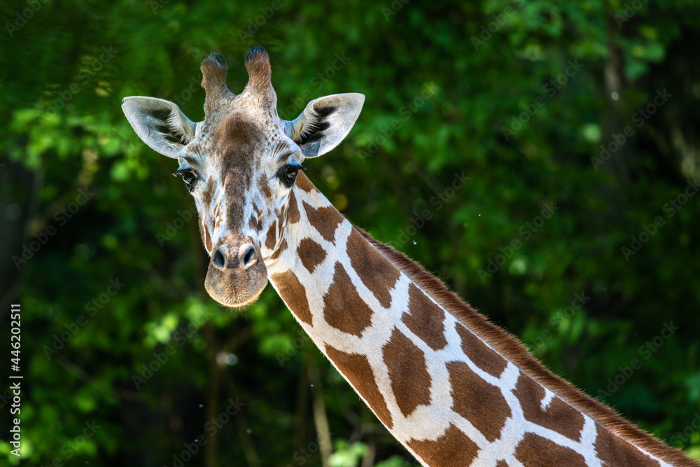 The giraffe, Giraffa camelopardalis is an African mammal The giraffe, Giraffa camelopardalis is an African mammal