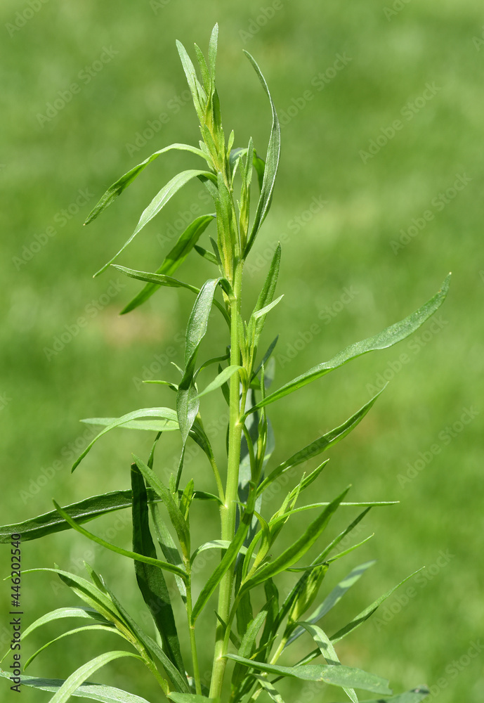 Fototapeta premium Artemisia Dracunculus