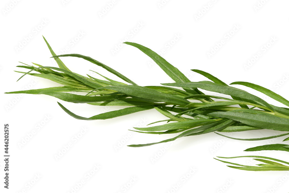 Fototapeta premium Artemisia Dracunculus