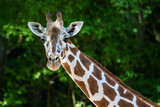 The giraffe, Giraffa camelopardalis is an African mammal