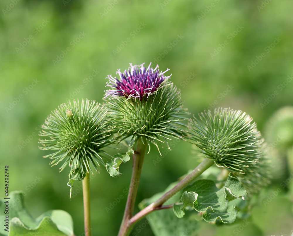 arctium lappa arctium lappa