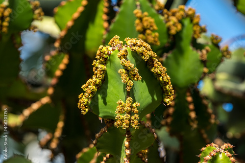 Close view of Transvaal candelabra tree, or bushveld candelabra euphorbia