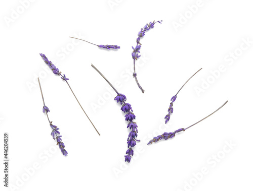 Fototapeta Naklejka Na Ścianę i Meble -  Beautiful lavender flowers on white background