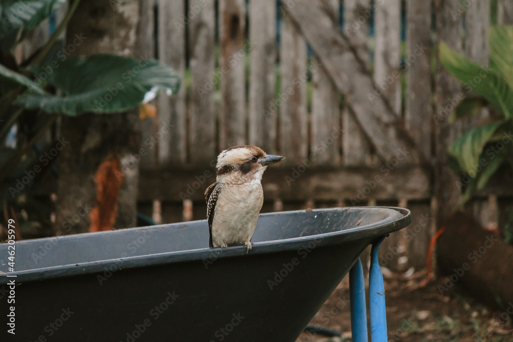 Naklejka premium Wild kookaburra sitting on wheelbarrow in pretty garden setting