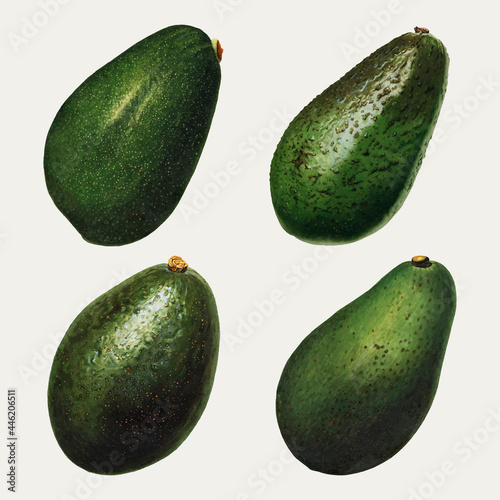 WebHand drawn natural fresh avocado set vector