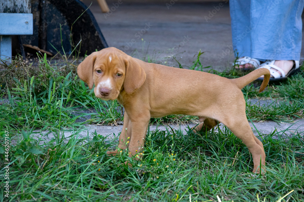 puppy in the grass puppy in the grass