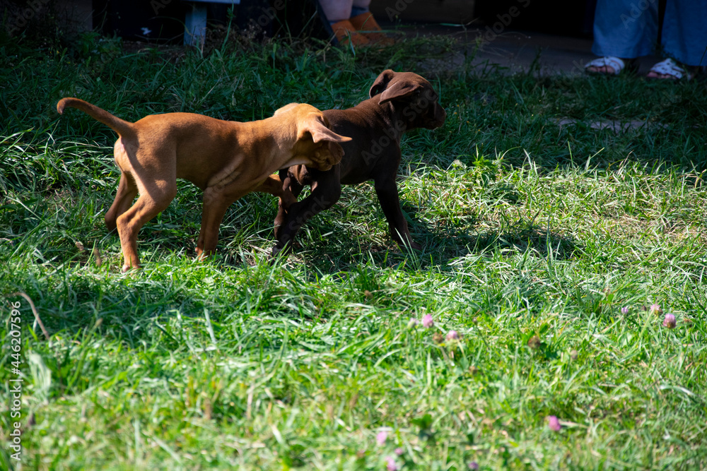 two dogs playing