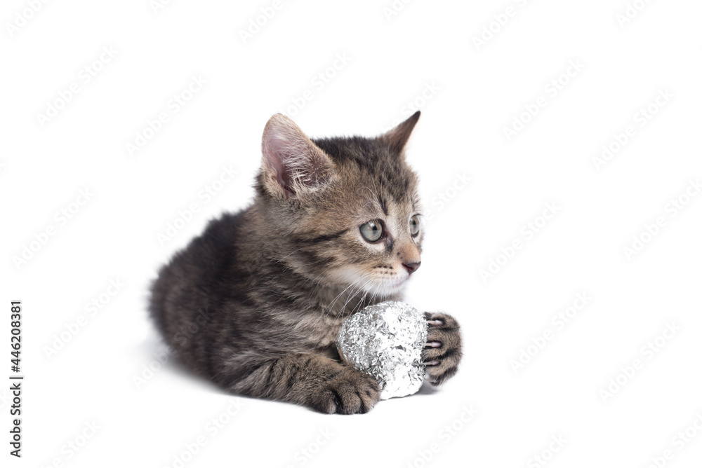Adorable gray cat playing with aluminium foil ball. Cat isolated on white background