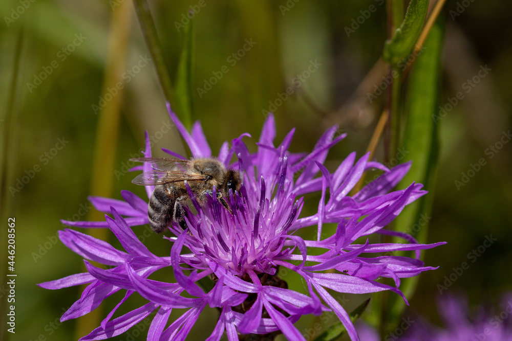 Biene mit Blütenstaub auf einer Berg Flockenblume Biene mit Blütenstaub auf einer Berg Flockenblume