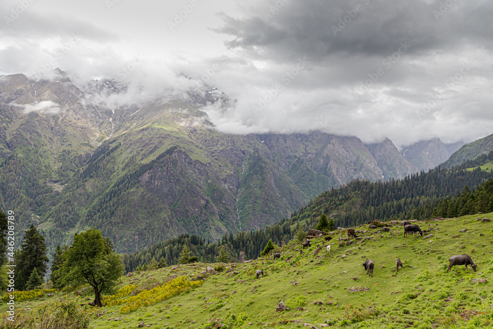 Naklejka premium landscape view of green himalyan mountains.