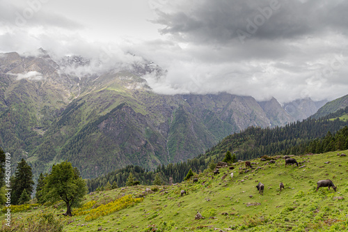 landscape view of green himalyan mountains.