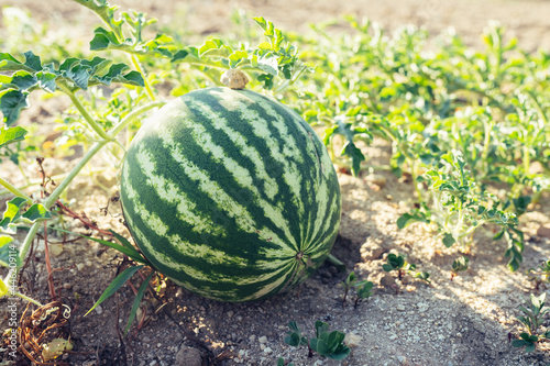vegetable garden with planted watermelons