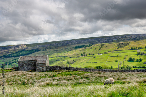 A sheep in a field with a barn and Yorkshire dales vista in the background