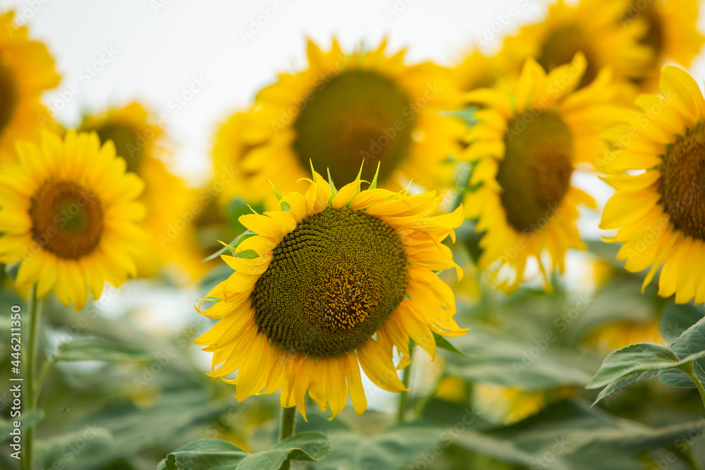 Fototapeta premium Beautiful field of blooming sunflowers against sunset golden light and blurry landscape background