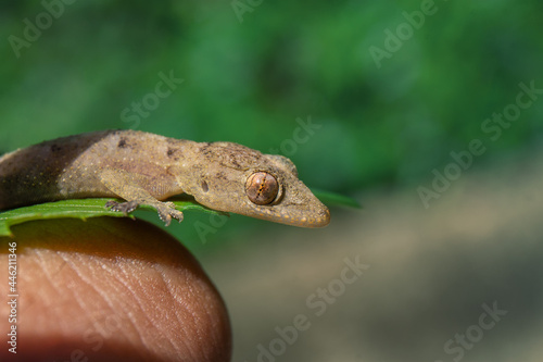 Selective focus of a common house gecko on a leaf agaisnt a blurred a background photo