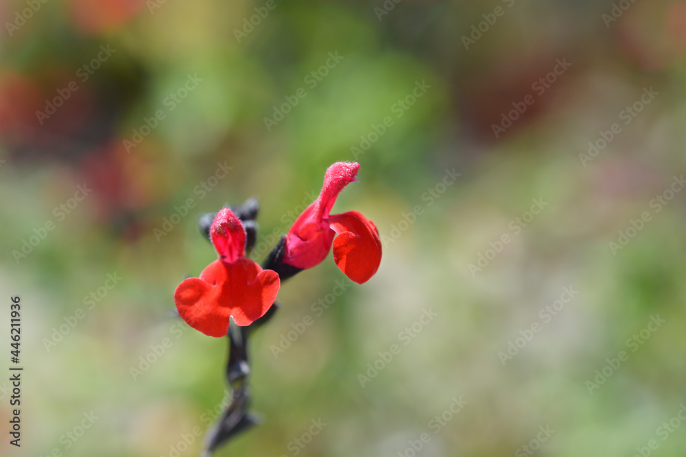 Baby sage Red Velvet Baby sage Red Velvet