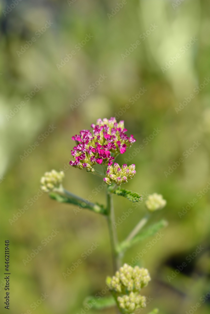 Pink Yarrow Pink Yarrow